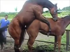 Zoo sex compilation movie featuring various animals fucking